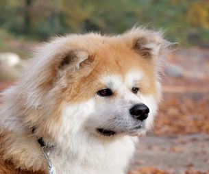 Puppy wandeling  - Koda (Chie' Go Tetsuro)